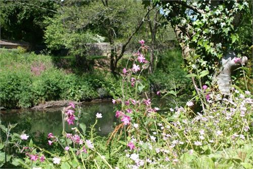 Wild flowers on the river banks