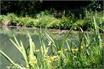 A view of the fishing lake and Notter Bridge