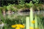 Notter Bridge fishing lake in a woodland setting